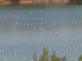 /album/photo-gallery-photogallery/around-400-lesser-black-backed-gulls-were-at-laguna-zonar-cordoba-province-jpg/